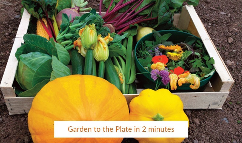 From Garden to Plate